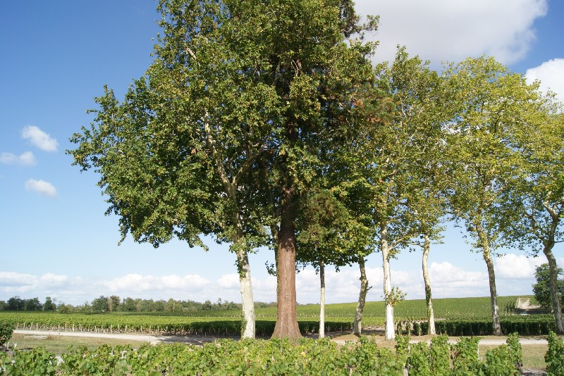 Séquoia géant au Château Lagrange