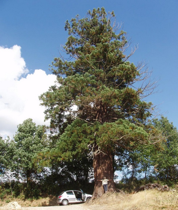 Séquoia géant à St Vivien de Monségur