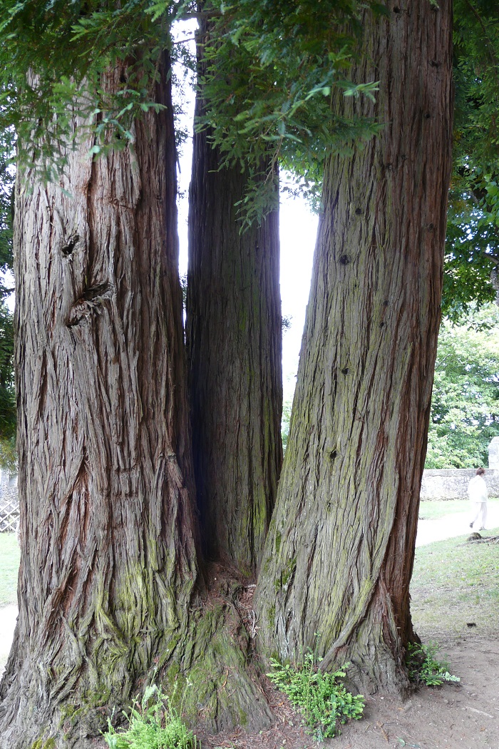 Séquoia sempervirens à Sainte Mondane