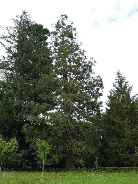 Séquoia géant dans le parc du Château de Losse
