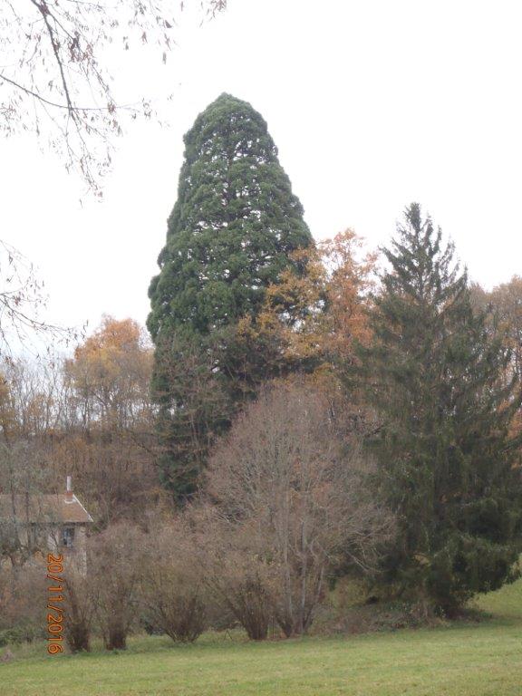Séquoia géant à Ambert