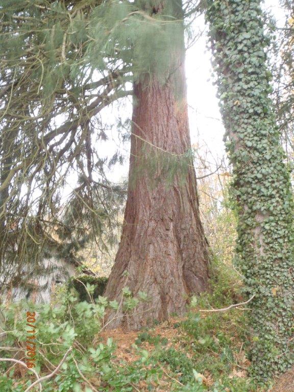 Séquoia géant à Ambert
