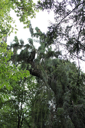 Séquoia géant pleureur