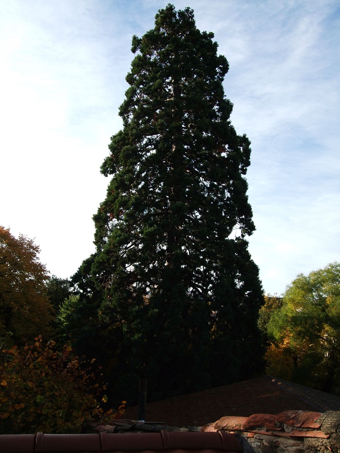 Séquoia géant à Billon