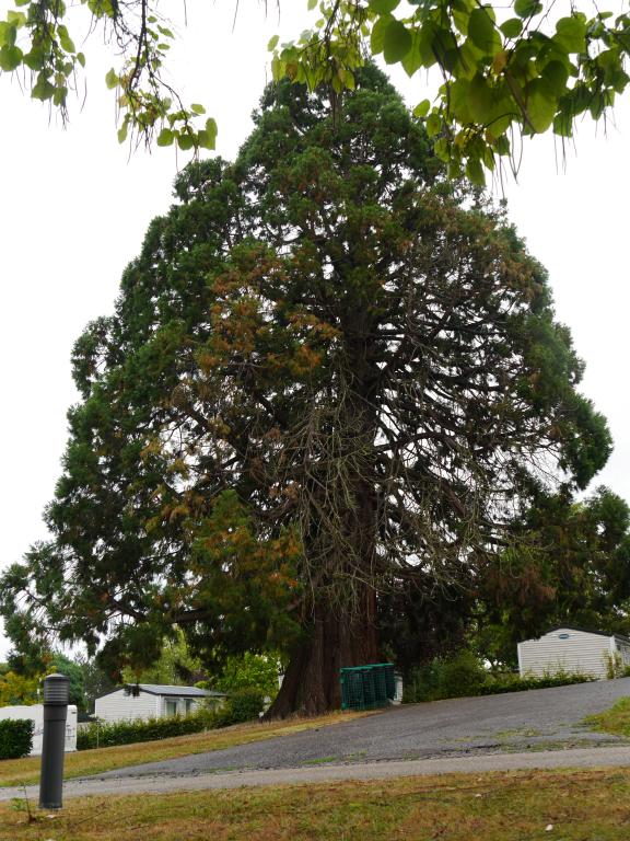 Séquoia géant à Bourbon l'Archambault
