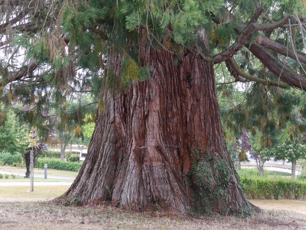 Séquoia géant à Bourbon l'Archambault