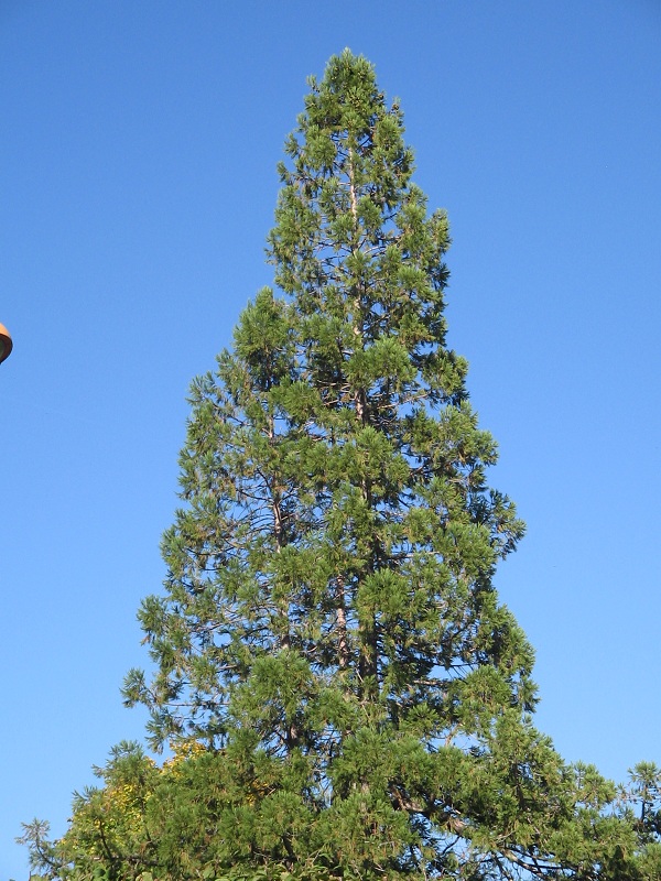 Séquoia géant à Chadrac