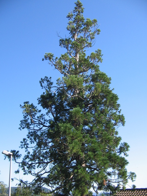 Séquoia géant Chadrac