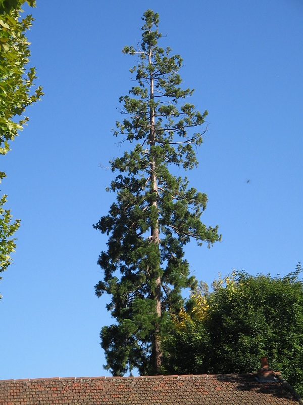 Séquoia géant à Chadrac