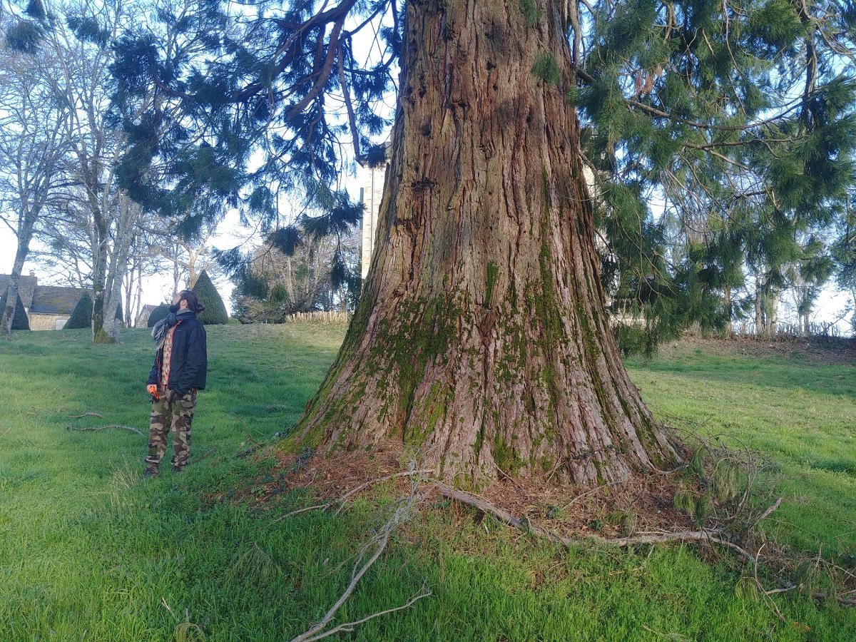 Séquoia géant
