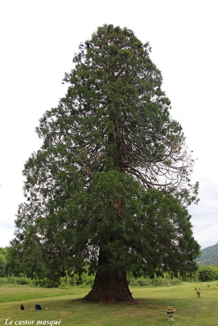 Séquoia géant à Cotteuges