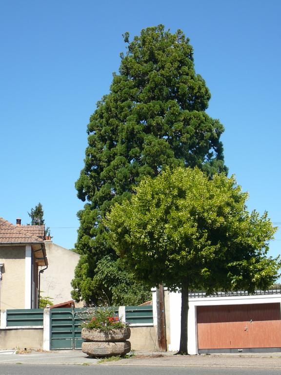 Séquoia géant à Gannat