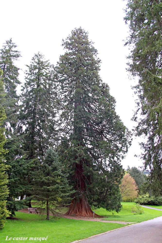 Séquoia géant à la Bourboule