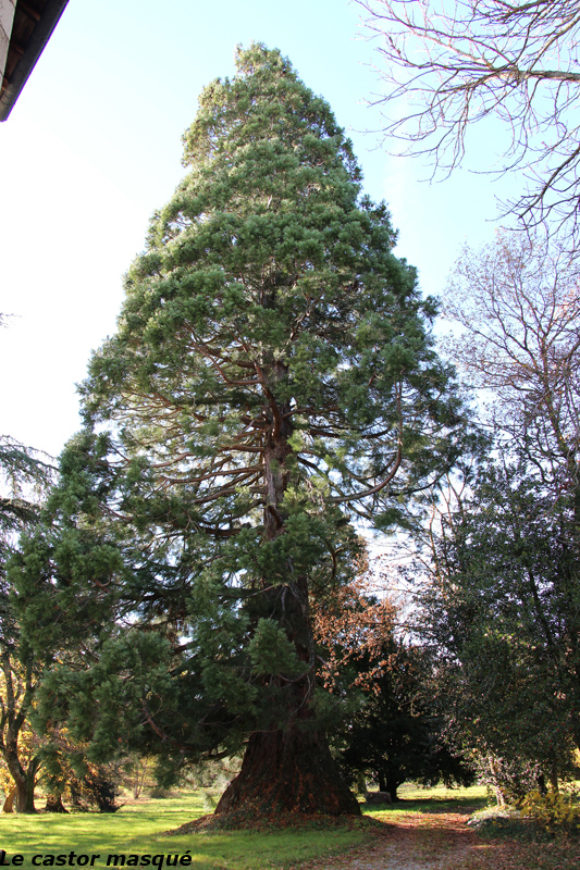 Séquoia géant à Lapte