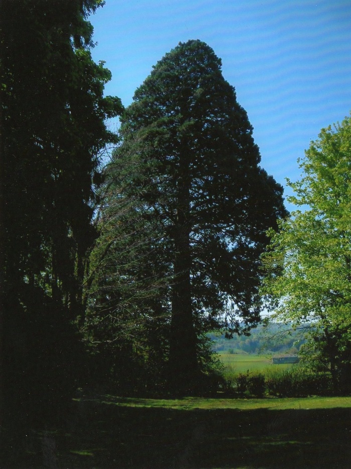 Séquoia géant à la Tour d'Auvergne