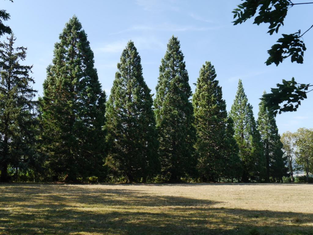 Séquoias géants à Loubaresse