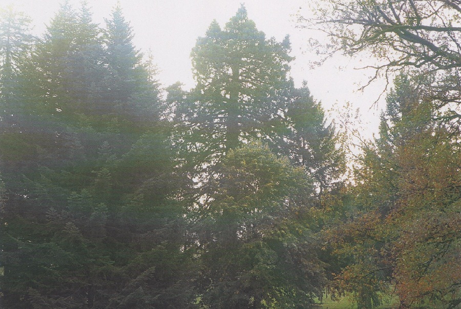Séquoia géant à Marcolès