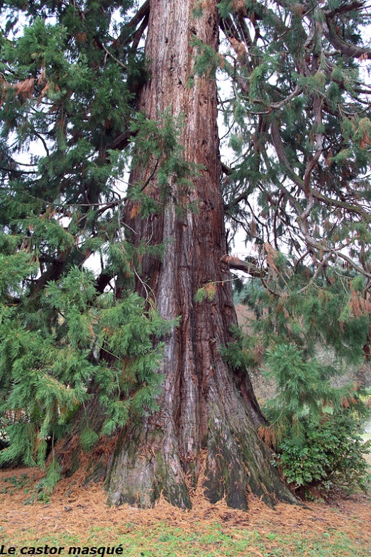 Séquoia géant à Monistrol sur Loire