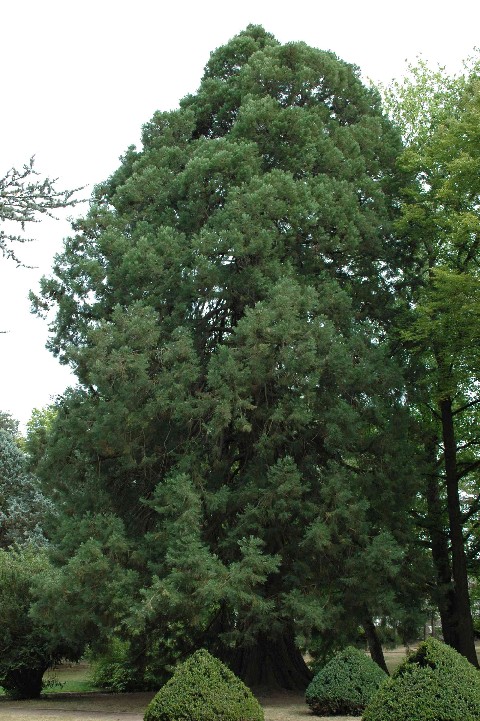 Séquoia géant à Montluçon