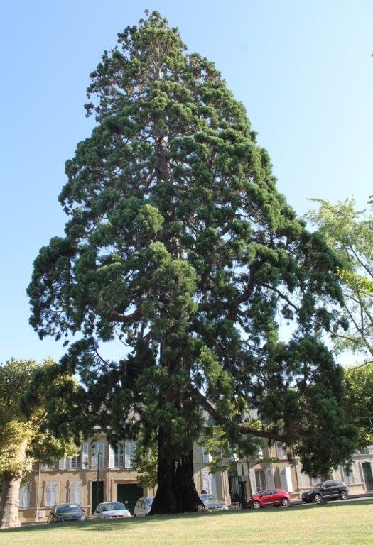 Séquoia géant à Moulins