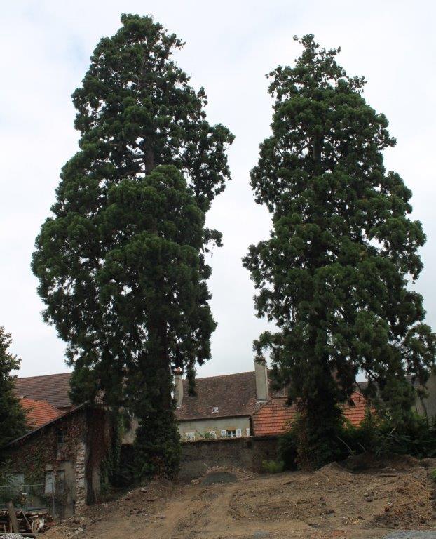 Séquoias géants à Moulins