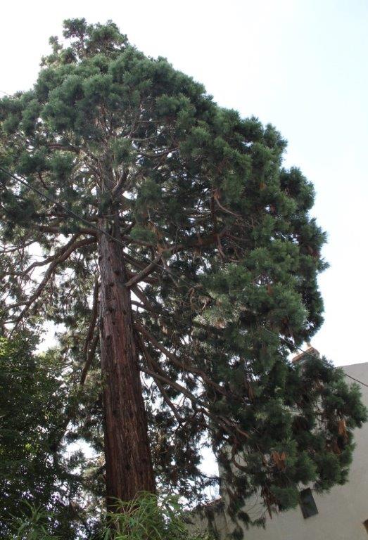Séquoia géant à Moulins