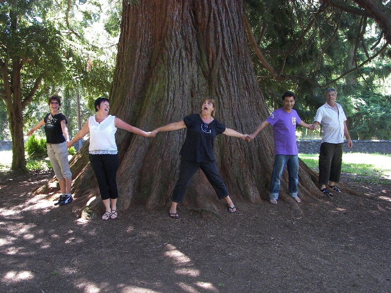 Séquoia géant de 7m85