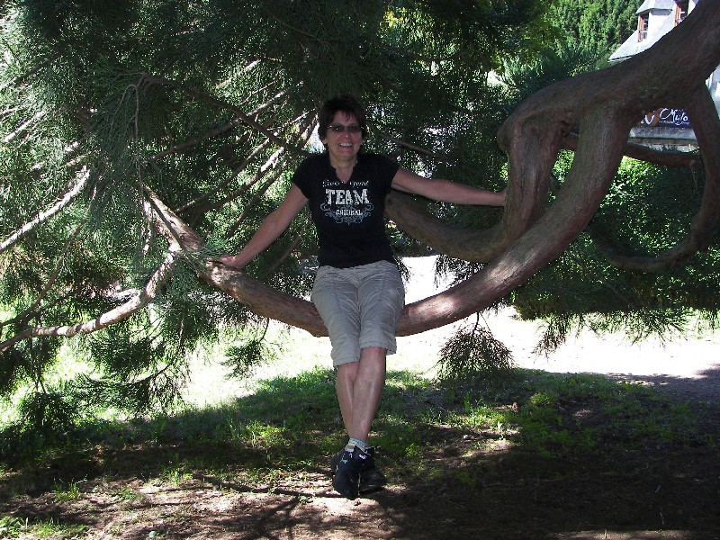 Séquoia géant à Murol