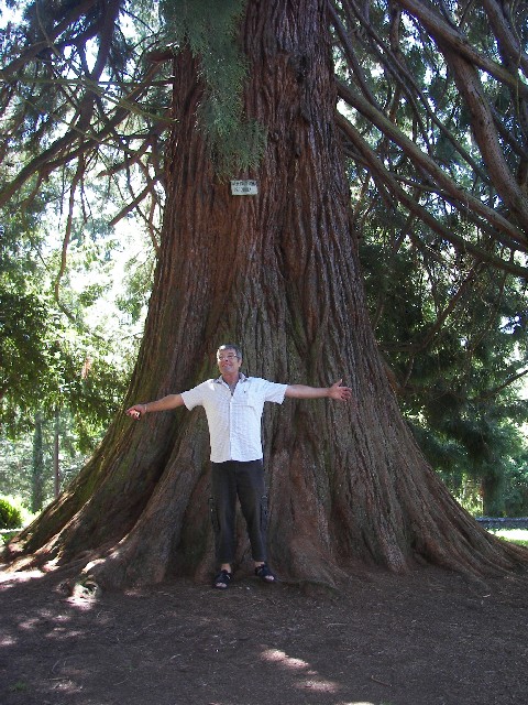 Séquoia géant à Murol parc du prélong