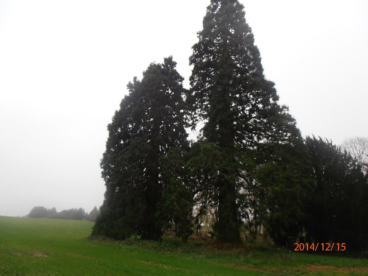 Séquoias géants à Palières