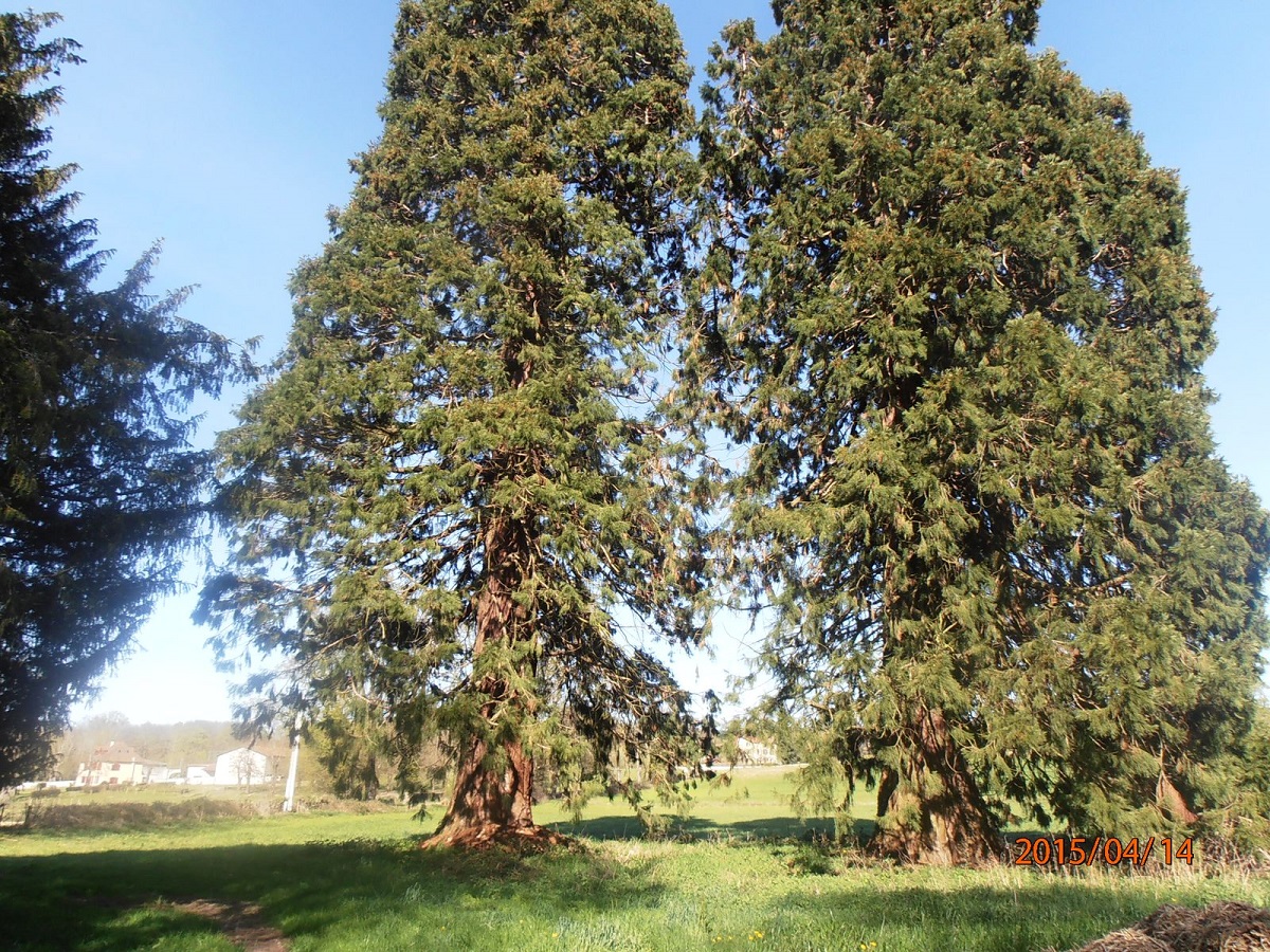 Séquoias géants à Palières