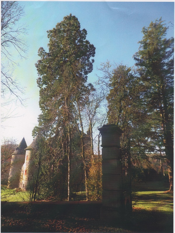 Séquoia géant à Sansac de Marmiesse