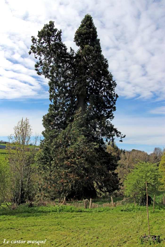 Séquoia géant à Tauves