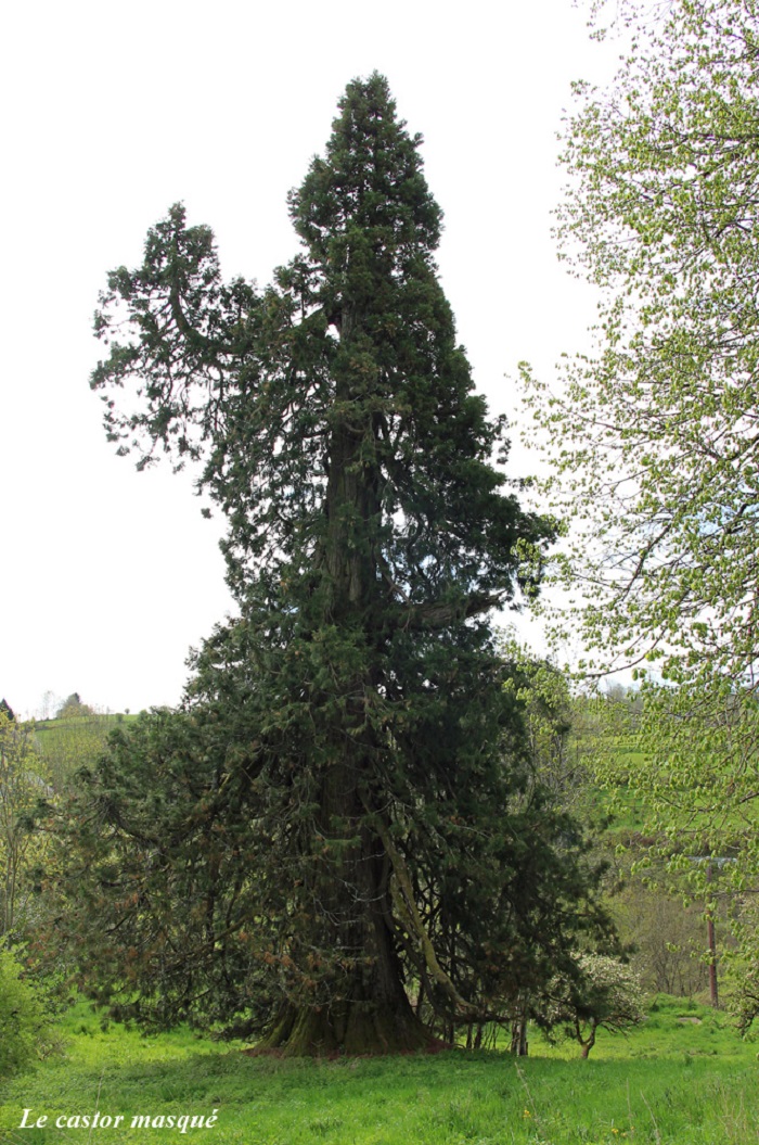 Séquoia géant à Tauves