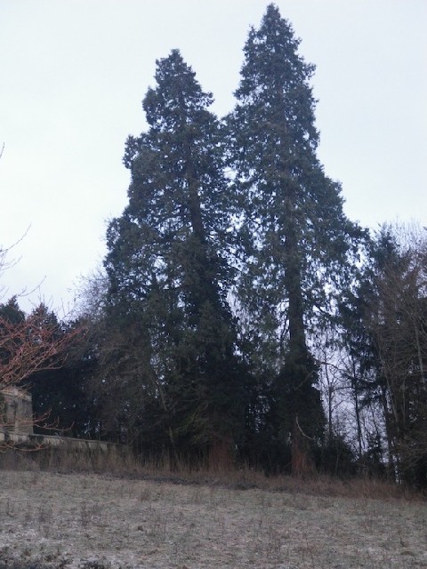 Séquoias géants à Vernusse