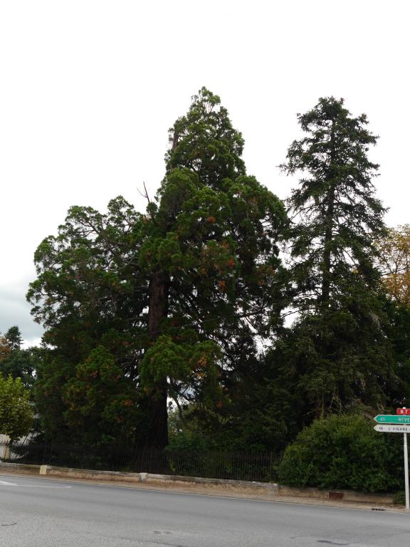 Séquoia géant à Villeneuve sur Allier