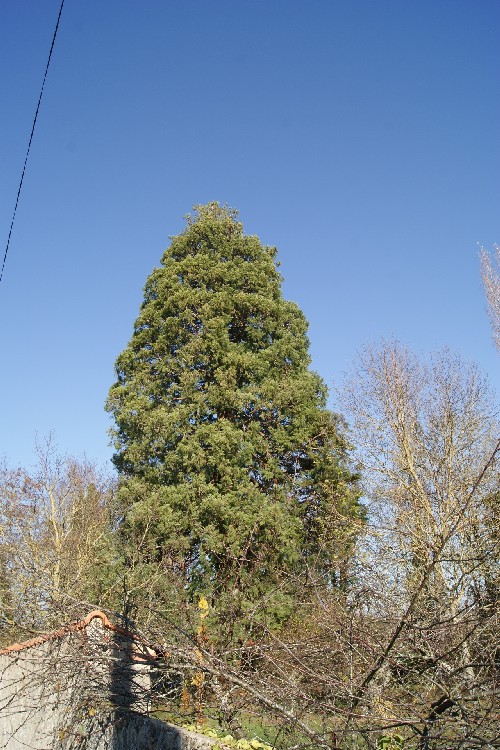 Séquoia géant à Ygrande