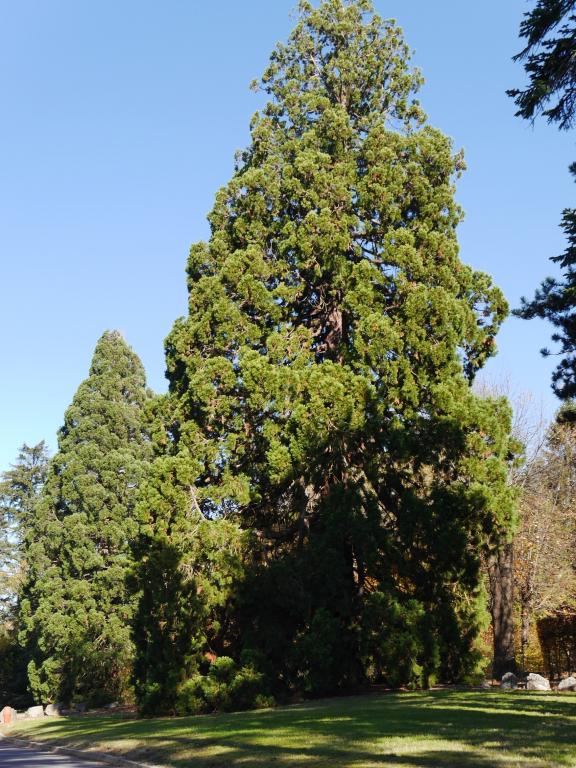 Séquoia géant à Yzeure