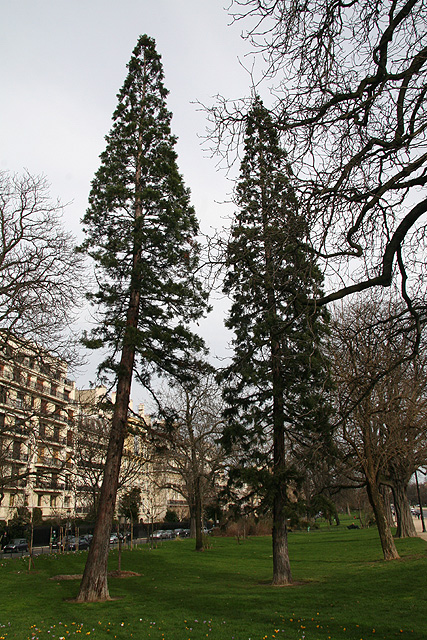 Séquoia géant, avenue Foch, 16ème ©Stéphane Sudre
