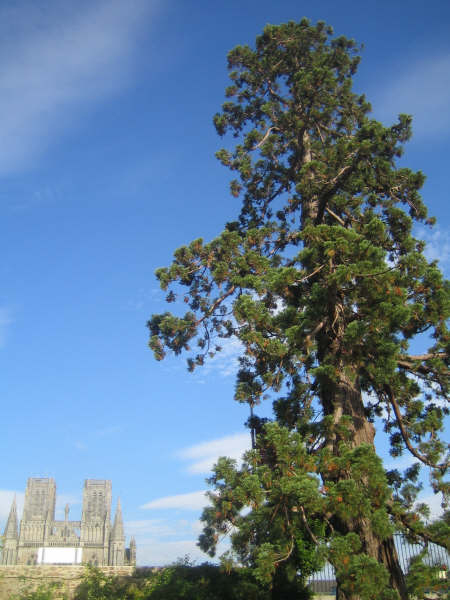 Séquoia géant à Avranches © Loïc Oria