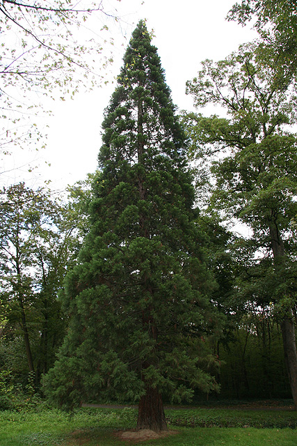 Séquoia géant © Stéphane Sudre
