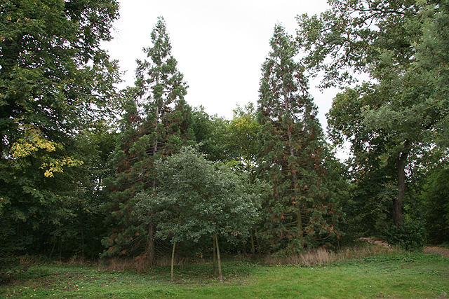Séquoias géants, Bois de Boulogne © Stéphane Sudre