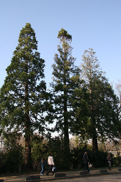 Séquoias géants © Stéphane Sudre