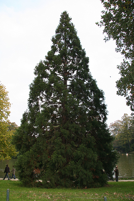 Séquoia géant sur la rive du Lac Inférieur © Stéphane Sudre