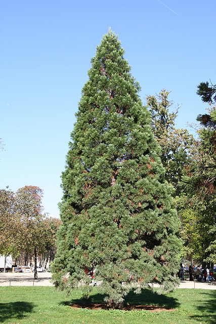 Squoia au Bois de Vincennes