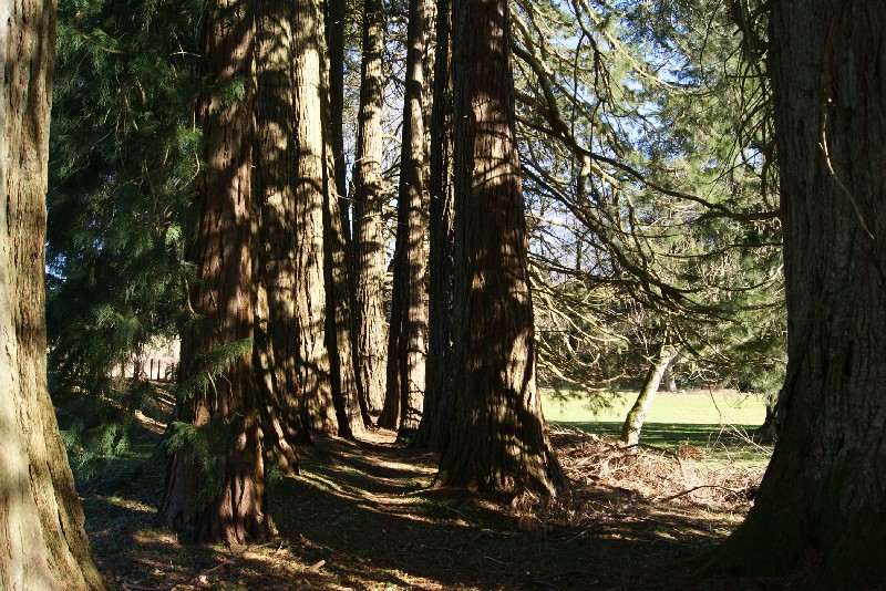 Séquoias géants parc et jardin du Château de La Chaux à Alligny en Morvan