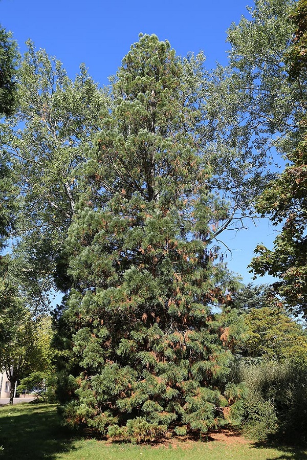 Séquoia géant à Quétigny