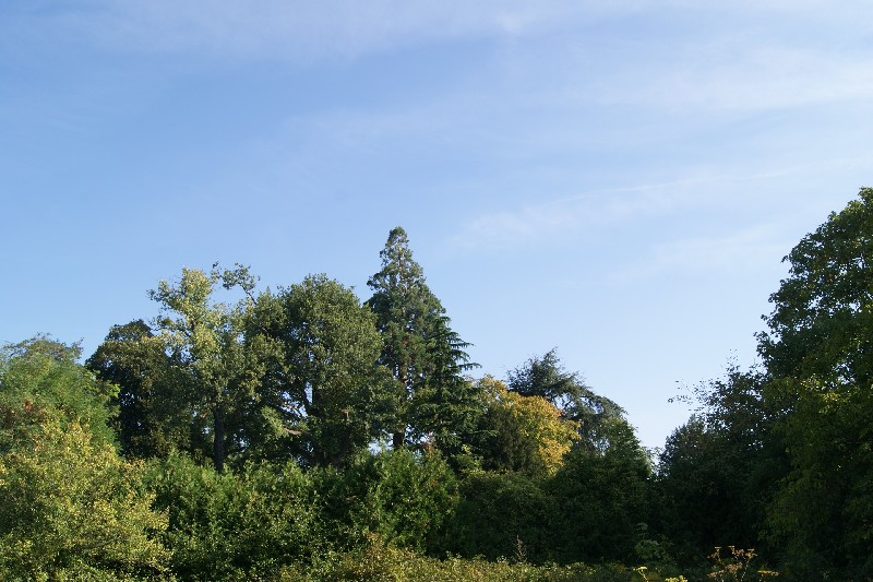 Séquoia géant à Seurre