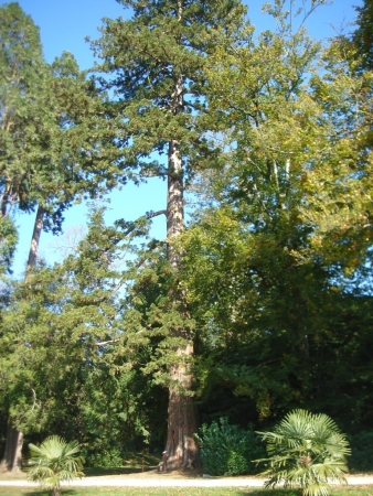 Séquoia géant à Bignan