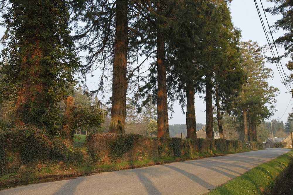 Séquoias géants à Bohal